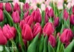 Tulipa Pink Ardour ® (3)